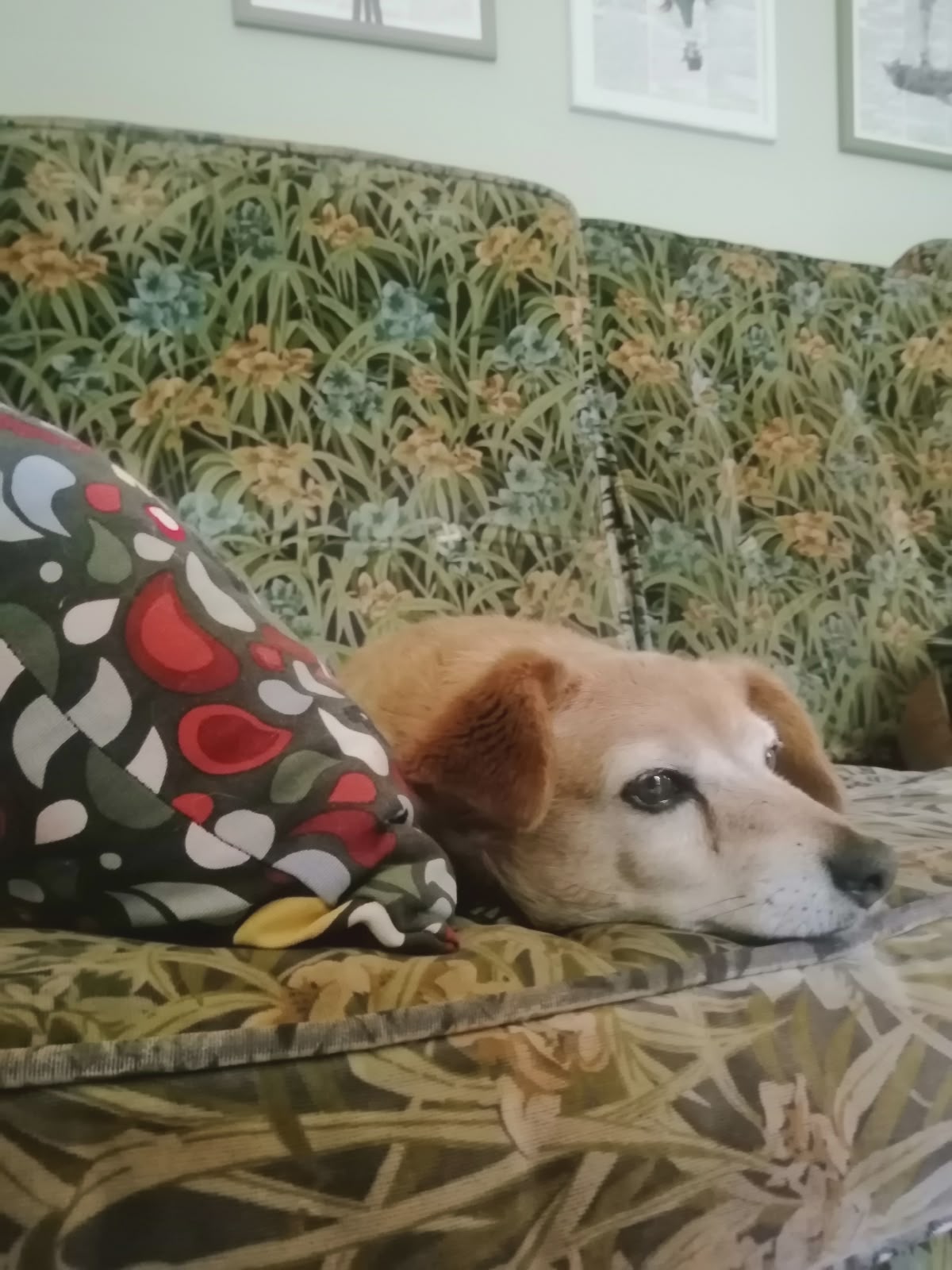 Lilli sul cuscino